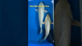 Koi Blitar langsung petani 0821 3939 9026