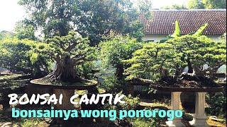 bonsai cantik ‼️bonsainya wong ponorogo