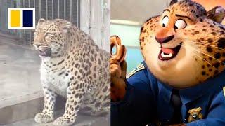 Zoo halts weight loss plan for leopard resembling “Officer Clawhauser”