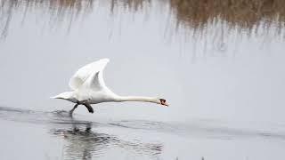 Salem Woods - Mute Swan - 3/2/2024