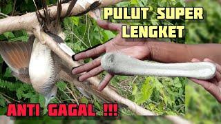 Cara Membuat Pulut Burung Super Lengket Anti Gagal