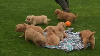 Golden Retriever Puppies For Sale Daniel Stoltzfus