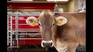 The milking process of the Lely Astronaut A5 - EN sub