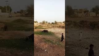 dehati gaon ki jindagi#short #shortvidio gaon#sindh village #budho siyal Vlog