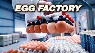 Egg Production Farm - What's Inside An Egg | Egg Factory