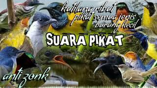 suara pikat burung kecil paling ampuh terbaru dan terbaik || pikat burung kecil paling jos gandos