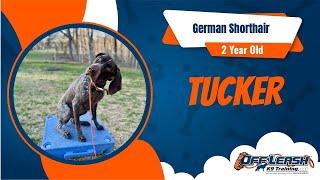 Tucker the German Shorthaired Pointer calms down w/ 1 week BNT! OLK9 Training Clarksville/Nashville