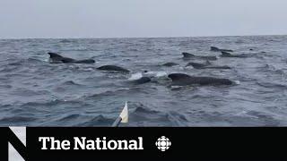 #TheMoment a rower was swarmed by whales while crossing the Atlantic