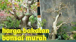 harga bonsai dan bibit bonsai baru di ponorogo