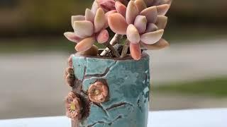 Coco's private succulent gallery Vol.2