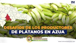 Desafíos de los productores de plátanos en Azua | Su Mundo TV