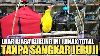 LUAR BIASA BURUNG INI ! JINAK TOTAL TANPA SANGKAR JERUJI !