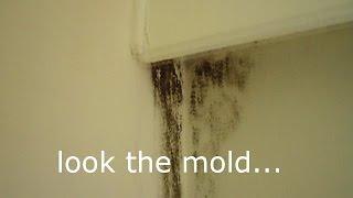 How To Remove Mold From Walls