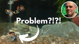 Why is my Guppy Laying on the Bottom of the Tank? 8 REASONS YOUR GUPPY IS LAYING ON THE SUBSTRATE!