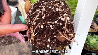 玉露多肉怎么養？不要修根，不要缺水，別暴曬！