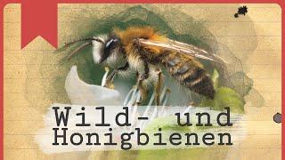 Die versteckte Welt der Wildbienen: Mehr als nur Honigbienen