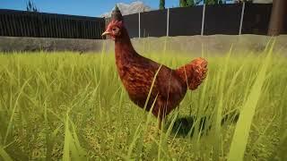 Chicken | Planet Zoo Animals