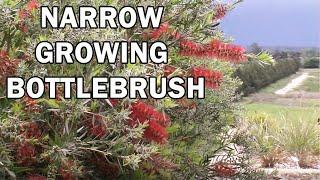 SLIM™ Callistemon naturally narrow growing bottlebrush | Ozbreed Native Shrubs & Groundcovers