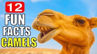 12 INTERESTING FACTS ABOUT CAMELS