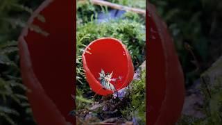 Scarlet Elf Cups! Winter’s Brightest Wild Fungi You Need to See!! #ScarletElfCups #WinterFungi