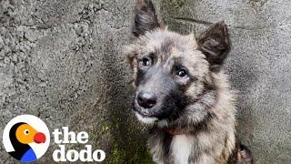 Stray Dog Who Was Impossible To Catch Walks Through Rescuer's Door | The Dodo