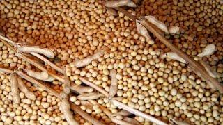 Soybean Seeds. Stock Footage