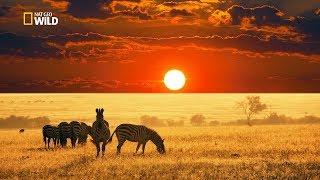 Savannah Life Wild Africa [National Geographic Documentary HD 2017]
