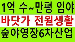 1억 수~만평 건축가능 싼임야 소나무1646억원 전원생활 숲야영장6차산업 숲경영 자연인 탄소권574만원 숲경영약용재배 임업직불금 땅과함께(새희망을)경매임야 공매임야 나도땅주인