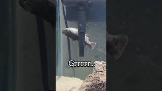 Fish CPR! They Arent Actually DEAD 2 (Gulper Revival)  #shorts