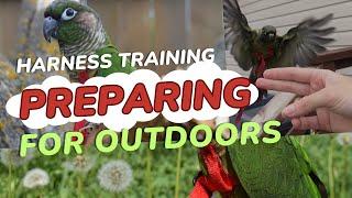 Harness Training Part 2: Heading Outside | Training Tutorials