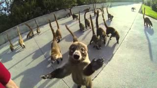 Attack of the Coatis