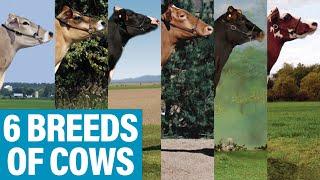 From Holsteins to Jerseys: The Top 6 Dairy Cow Breeds in Canada #shorts