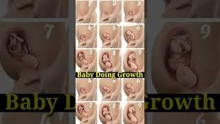 Cute Baby Doing Growth In Her Mother's Belly   Stages of Baby Development from 1 Month to 9 Months