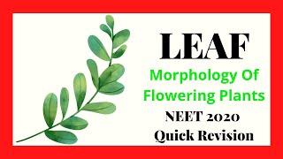 LEAF | Morphology Of Flowering Plants | NEET Biology Quick Revision Series