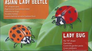 Know the difference between lady bugs and Asian lady beetles