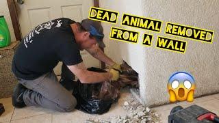 Dead Animal Removal in Los Angeles, California from inside a wall