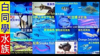 16種淡水魚你養過那幾種【白同學水族時間】16kinds of fish at once 202010017