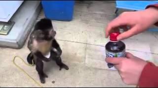 Jeune singe très très intelligent et c'est trop beau et cute