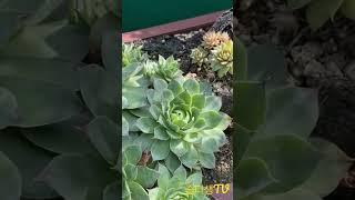 [초보다육맘]자연스레 한몸인듯 바위솔 多肉植物 たにくしょくぶつ Korean Succulent