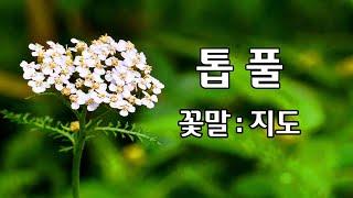 톱풀 야생화의신비 130편 # 가새풀  # 배암세 # 아킬레아 # 신초