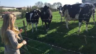 Sharon Shannon playing fiddle to the cows