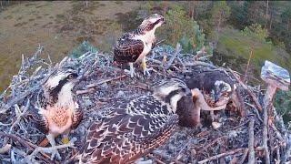 First fish of the day in breakfast from dad | #4 Sääksilive (Osprey Cam | July 17, 2024