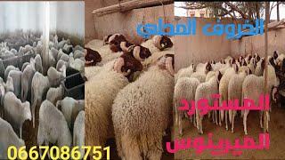 الخروف المحلي و الاسباني الميرينوس  عند السيد بن عبدالله طريق جرادة بوجدة 0667086751 مرحبا بالجميع