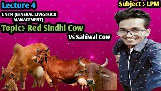 Red Sindhi || Red Sindhi Cow || Lal Gay #redsindhicow #sahiwal #sahiwalcow