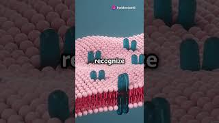 How Do Vaccines Work?  #shorts #shortvideo #short #subscribe #biology #physics #chemistry #science