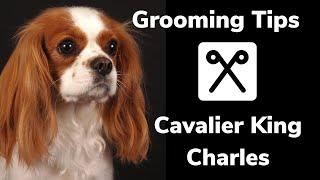 GROOMING tips for a CAVALIER KING CHARLES spaniel. How to control shedding and get a flat coat.