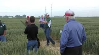 Mythbusters: The role of varietal traits in yield, scab resistance, maturity date of wheat