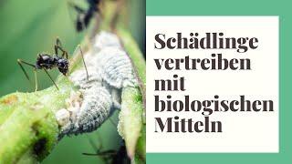 Zimmerpflanzen Schädlinge bekämpfen - mit biologischen Mitteln