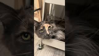 Maine Coon | Mendy “Mamma,mamma”‍⬛️ |#mainecoon