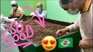 Making Chocolate: Cocoa Tree To Chocolate Bar